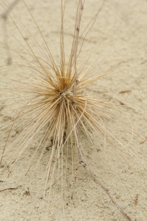 Dry grass on the sand.                               の写真素材