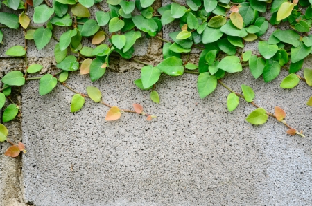 Green plant climbing on concrete wall.の写真素材