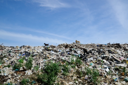 Dogs on garbage dump.の写真素材