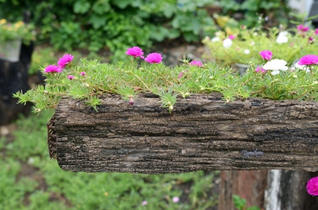 Flowers growing on wooden stump in garden.の写真素材
