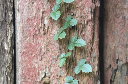 Close up of plant growing on wooden stump.の写真素材