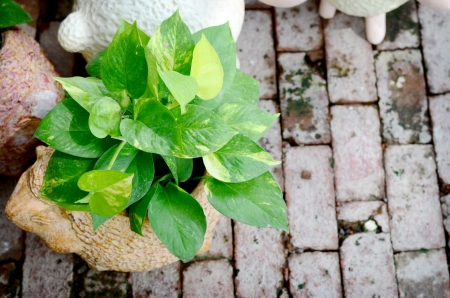 Green plant, called Golden pothos epipremnum aureum, growing in cray pot on brick floor, decorated in public gardenの写真素材