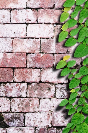 Green plant, ivy fixing tree, with grunge brick wall backgroundの写真素材