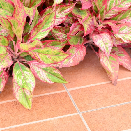Beautiful plant, Marble Queen, in pink growing decorated in garden on tile floorの写真素材
