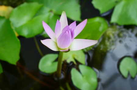 Water lily close upの写真素材