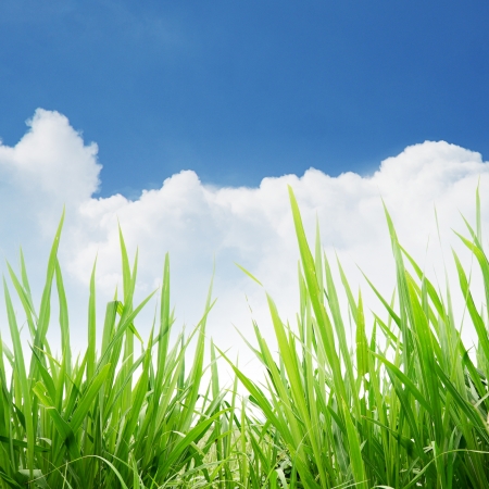 Green grass under blue sky and white cloudの写真素材