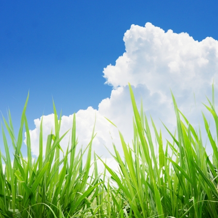 Green grass under blue sky and white cloudの写真素材
