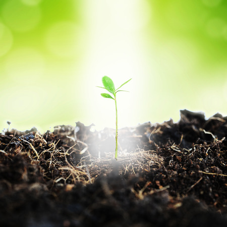 Sprout growing up from earth and light glow, green bokeh background, abstract business concept in growth or new entrepreneur, biginning, or young life.の写真素材