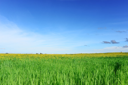 Natural green grass field with yellow flower, Sunn Hemp or Crotalaria juncea flower, with blue sky in clear bright day, for nature background.の写真素材