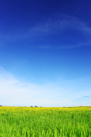 Natural green grass field with yellow flower, Sunn Hemp or Crotalaria juncea flower, with blue sky in clear bright day, for nature background.の写真素材