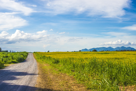 Urban and country road with green grass and bloom Sunn Hemp flower field landscape, blue sky and white cloud. Beautiful natural background.の写真素材
