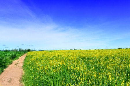 Natural green grass field with yellow flower, Sunn Hemp or Crotalaria juncea flower, and urban road with blue sky in clear bright day, for nature background.の写真素材