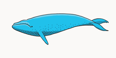 Vector illustration of blue whale, isolated on white.のイラスト素材