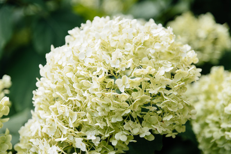 Hydrangea is a snowball shaped flower which looks like a white cotton candy on a stick.