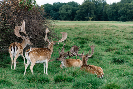 A herd of fallow deers in the wood (Dama dama) in Denmarkの写真素材