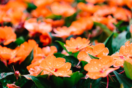 Close up of wet pink flowers in garden. Focus on foreground with narrow depth of fieldの写真素材