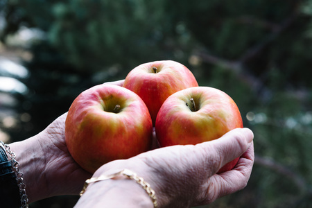 Hands of woman holding three red apples. Space for copyの写真素材