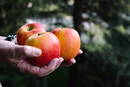 Hands of woman holding three red applesの写真素材