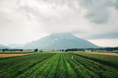 Scenic view of misty mountain in the alpsの写真素材