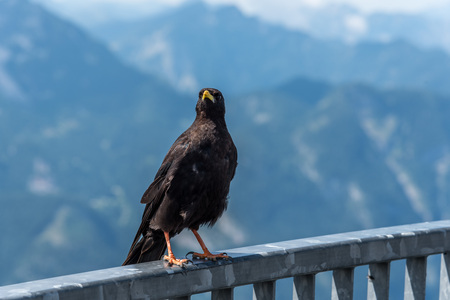Blackbird on the fence against mountain landscapeの写真素材