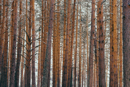 Background of trunks of pine trees in forest