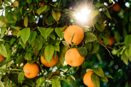 Low angle view of orange tree fruits and leavesの写真素材