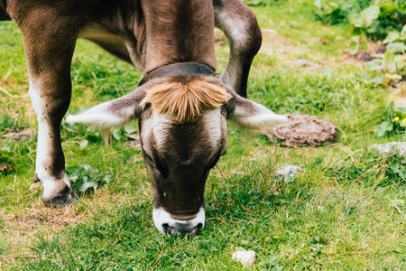 Cow grazing in alpine valleyの写真素材