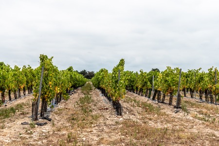 Sauvignon blanc vineyard against cloudy sky in Re ISlandの写真素材