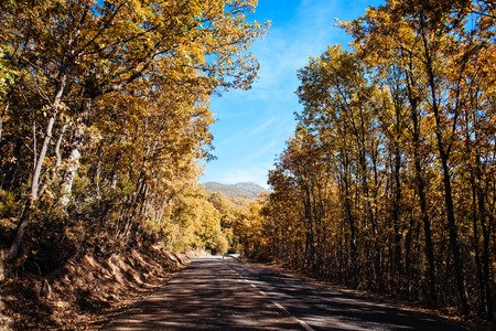 Empty road through Beech forest in Autumn timeの写真素材
