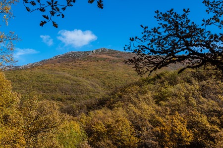 Beech forest in Autumn time a sunny day with blue skyの写真素材
