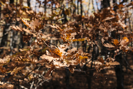 Oak leaves in forest with yellow colors in Autumn