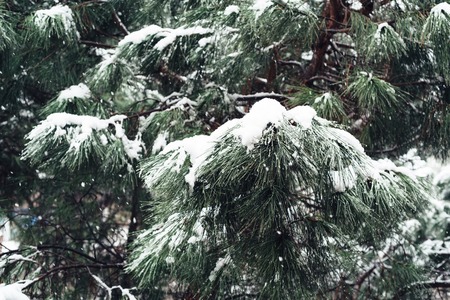 Snow background with branches of pine tree