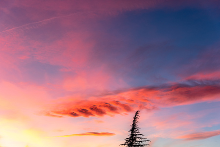 Top tree against orange sunset over Madridの写真素材