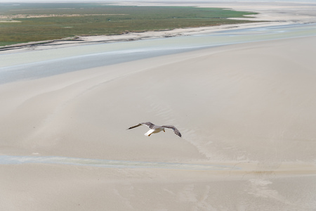 Aerial view of seagulls flying on seaの写真素材