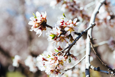 Close up of flowering almond tree in Madridの写真素材