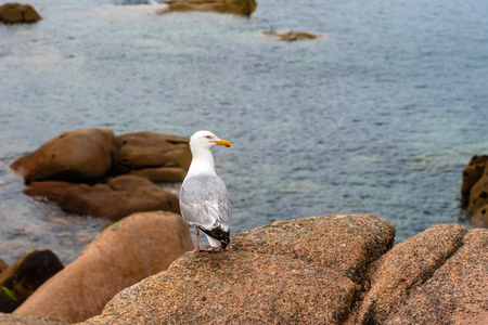 Seagull on rocks in Pink Granit Coastの写真素材