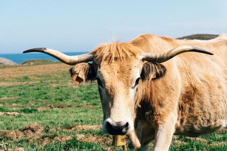 Cow in a pasture near the coastの写真素材