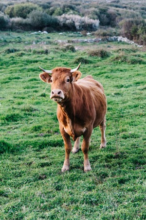 Cow in a pasture in Asturias