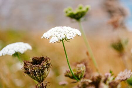 Wild white flower background. Yarrow, Achilleaの写真素材