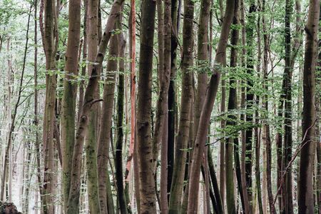 Woodland area of Granitz with European beech, Fagus sylvatica, and sessile oak, Quercus petraea in Rugen Islandの写真素材