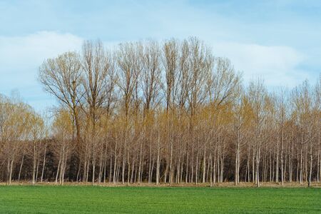 Plantation of poplar trees. Populus nigra