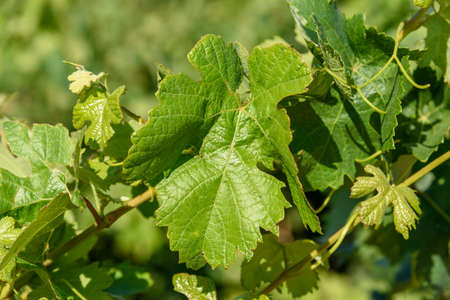 Full frame of branch with green leafs of vine