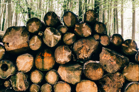 Stack of beech wood prepared for timber