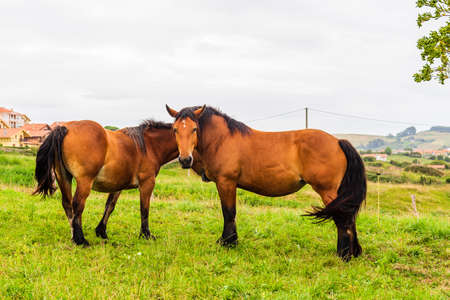 Two brown horses embracing showing affection, Cantabriaの写真素材