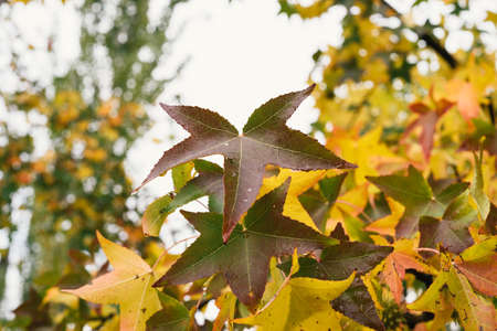 Background of multicolored leaves in morning light