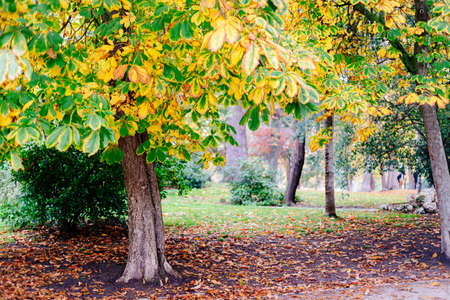 Scene of the Buen Retiro Park in Madrid during the fall with vibrant colors
