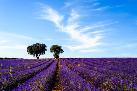 Purple Lavender Fields with Trees on Background. Summer sunset landscape in Brihuegaの写真素材