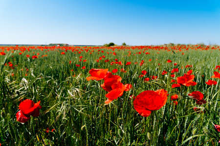 Wild Red poppies field in spring timeの写真素材