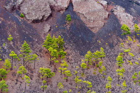 Canary Island pines or Pinus canariensis in San Antonio Volcano crater in the Island of La Palma1