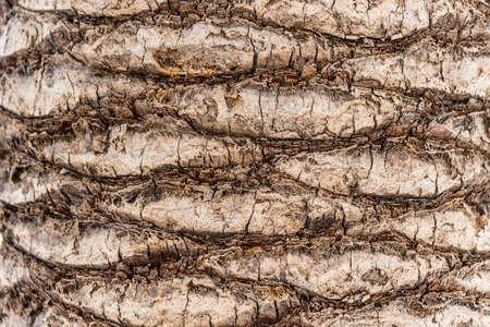 Full frame shot of palm tree bark backgroundの写真素材